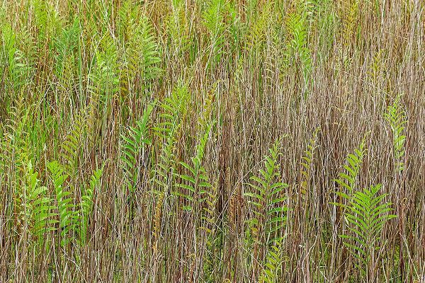 Jones, Adam 아티스트의 Ferns and grass pattern-Merritt Island National Wildlife Refuge-Florida작품입니다.